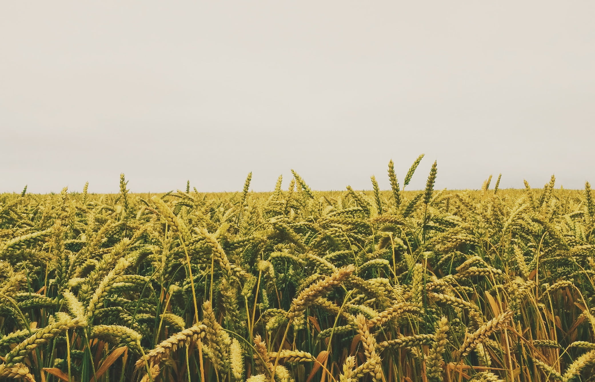Юрист по земельным спорам в Афипском. Услуги земельного юриста.